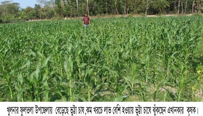 কম খরচে লাভ বেশিঃ ফুলতলায় বেড়েছে ভুট্টা চাষ